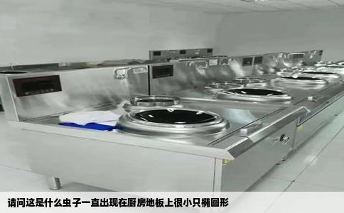 请问这是什么虫子一直出现在厨房地板上很小只椭圆形